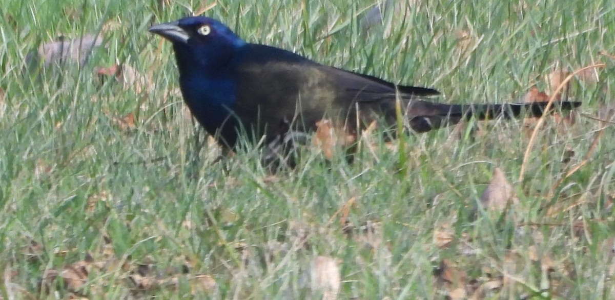 Пурпурный гракл - ML644726482