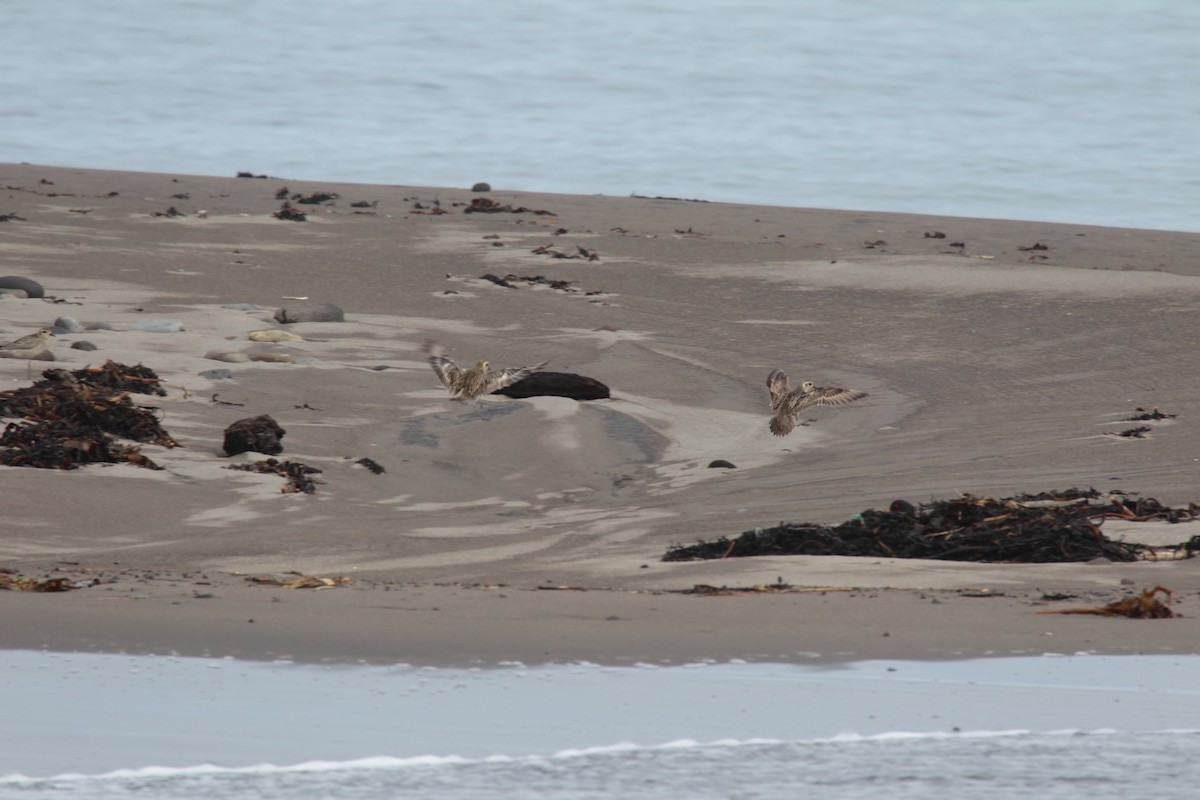 Pacific Golden-Plover - ML644726514