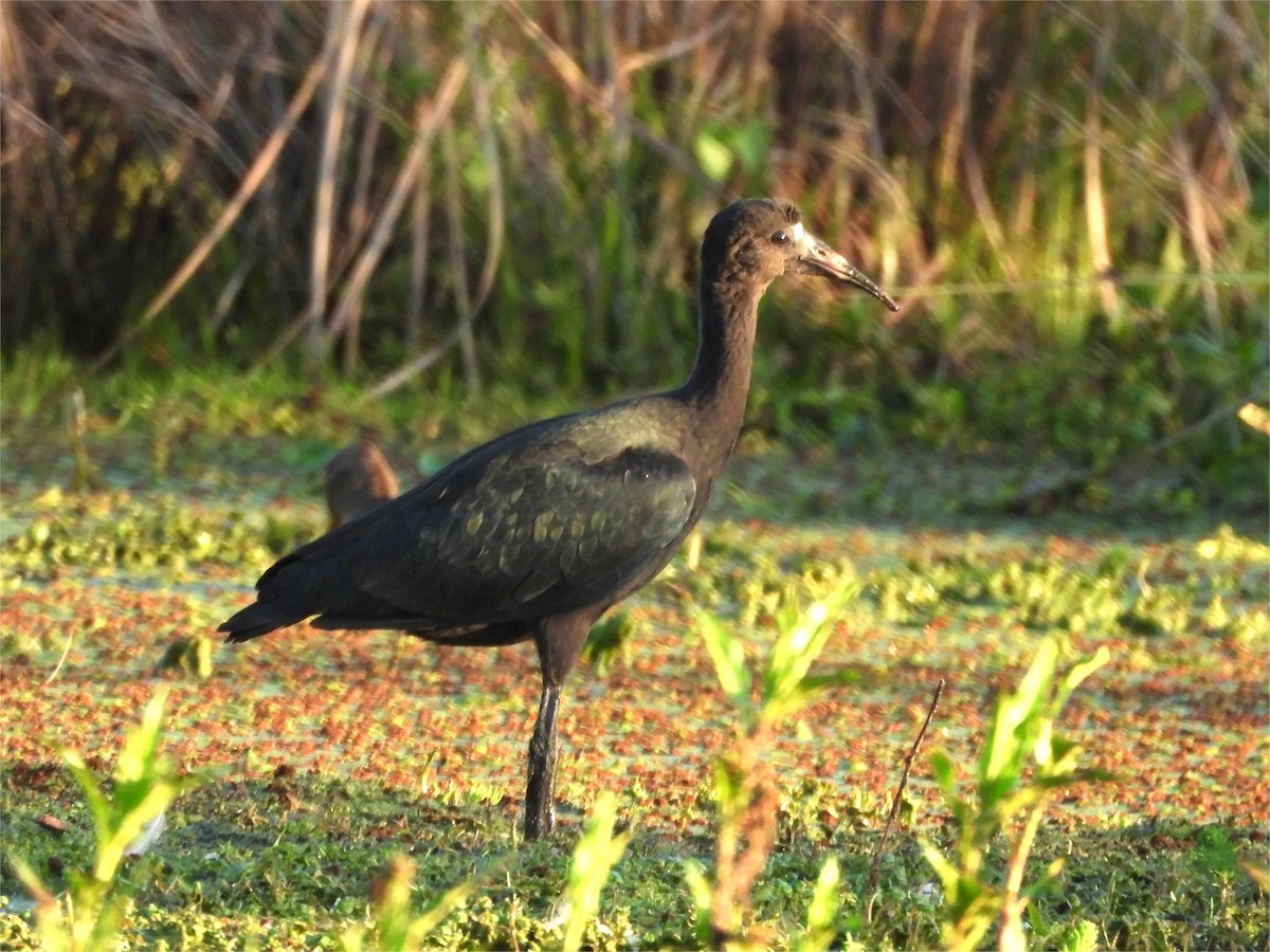 White-faced Ibis - ML644726517