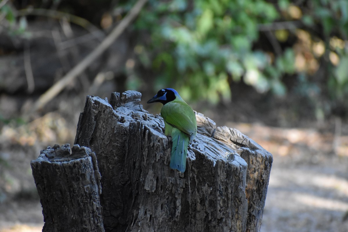 Yeşil Karga [luxuosus grubu] - ML644726518