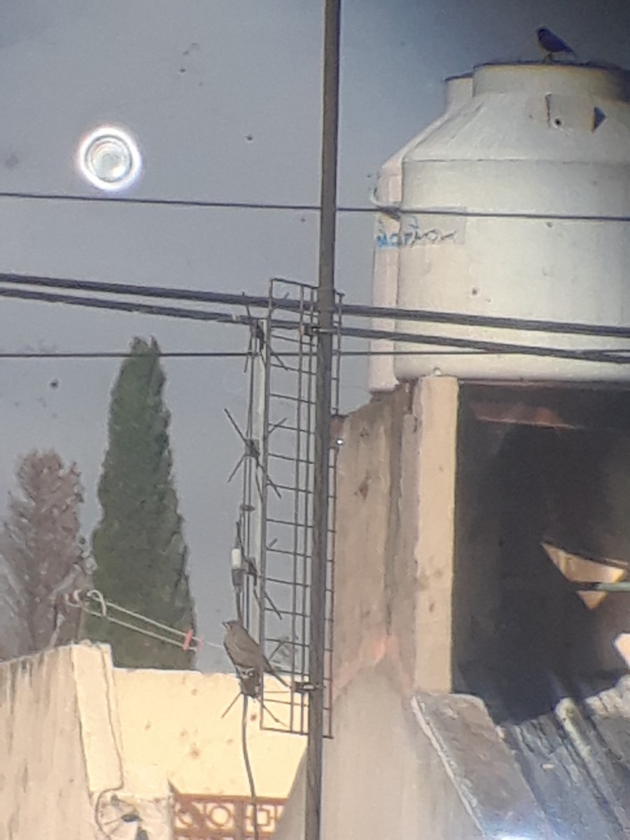 Shiny Cowbird - ML644726535