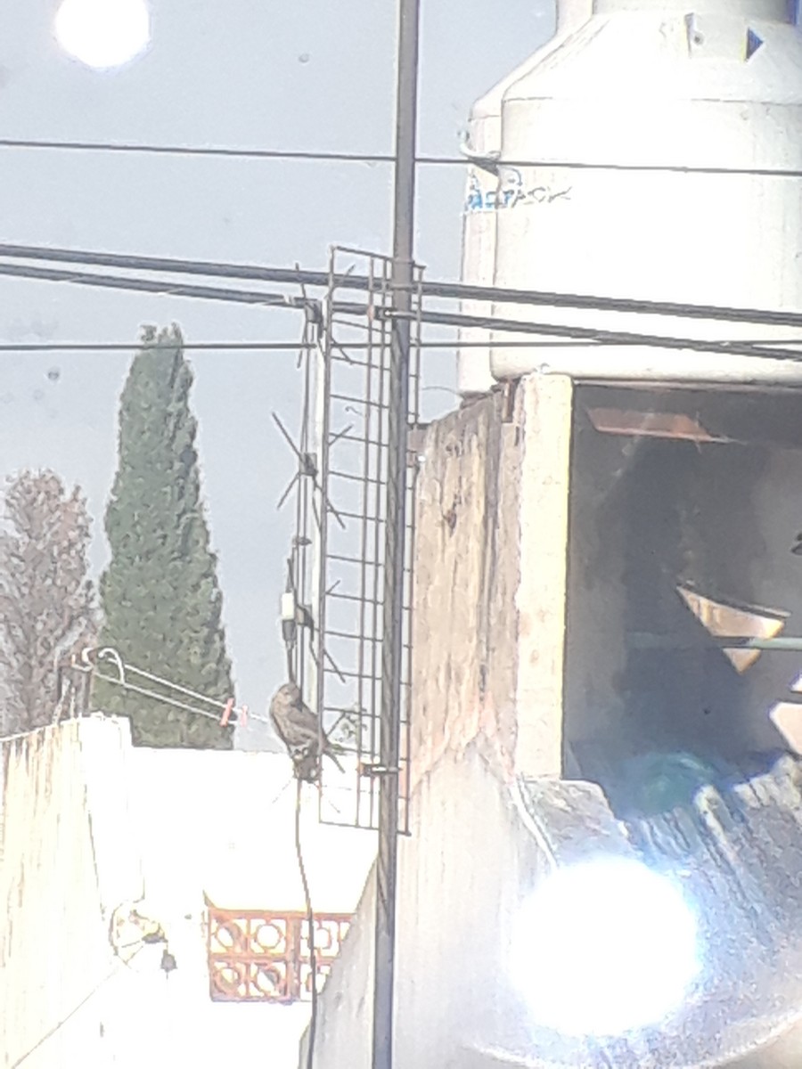 Shiny Cowbird - ML644726536