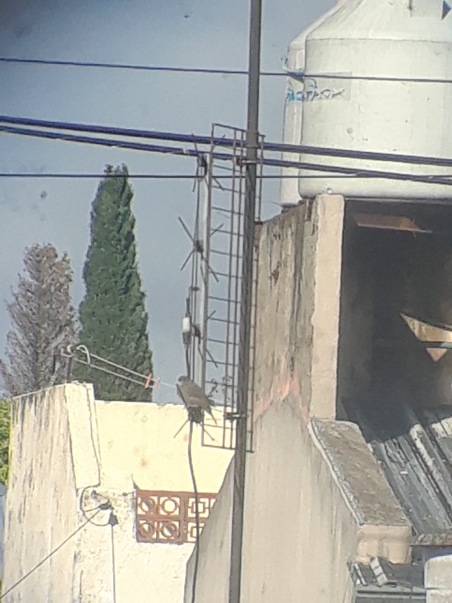 Shiny Cowbird - ML644726537