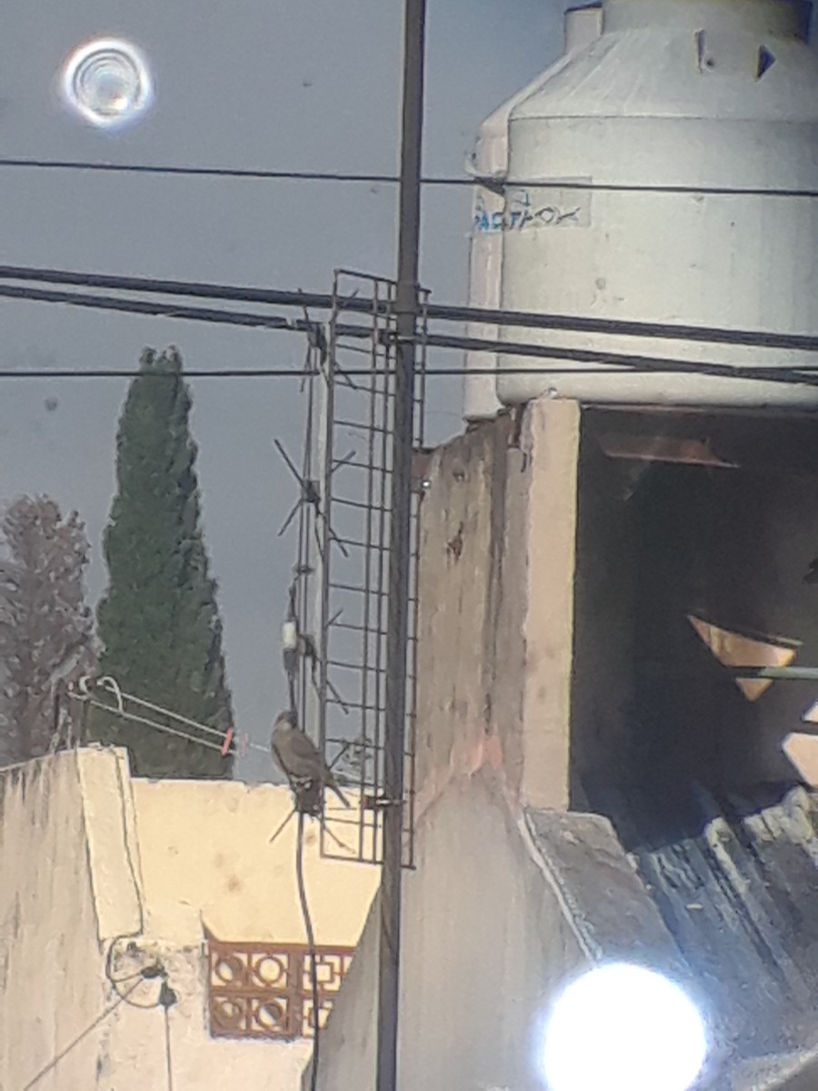 Shiny Cowbird - ML644726538