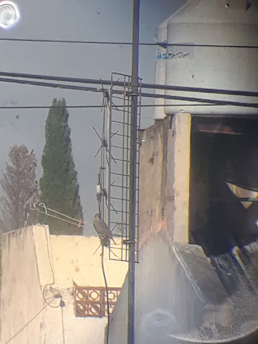 Shiny Cowbird - ML644726539