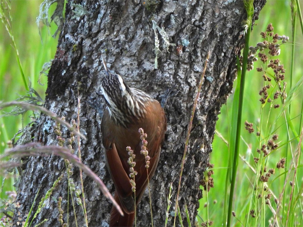 Narrow-billed Woodcreeper - ML644726547
