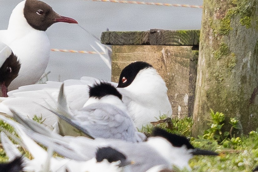 Mediterranean Gull - ML644726552