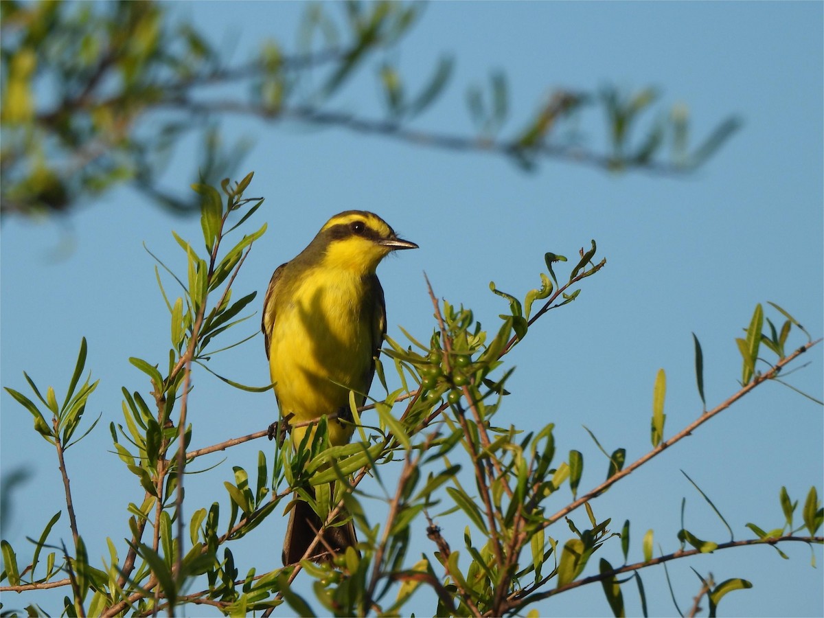Yellow-browed Tyrant - ML644726557