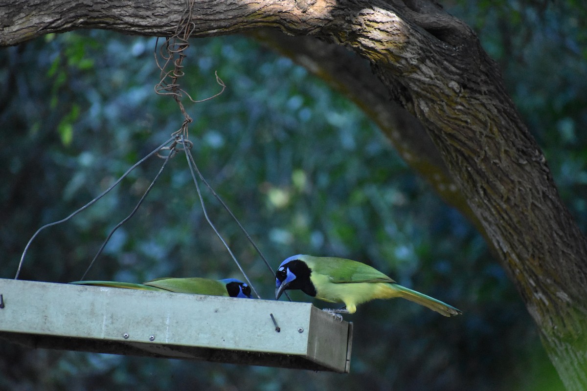 Yeşil Karga [luxuosus grubu] - ML644726560