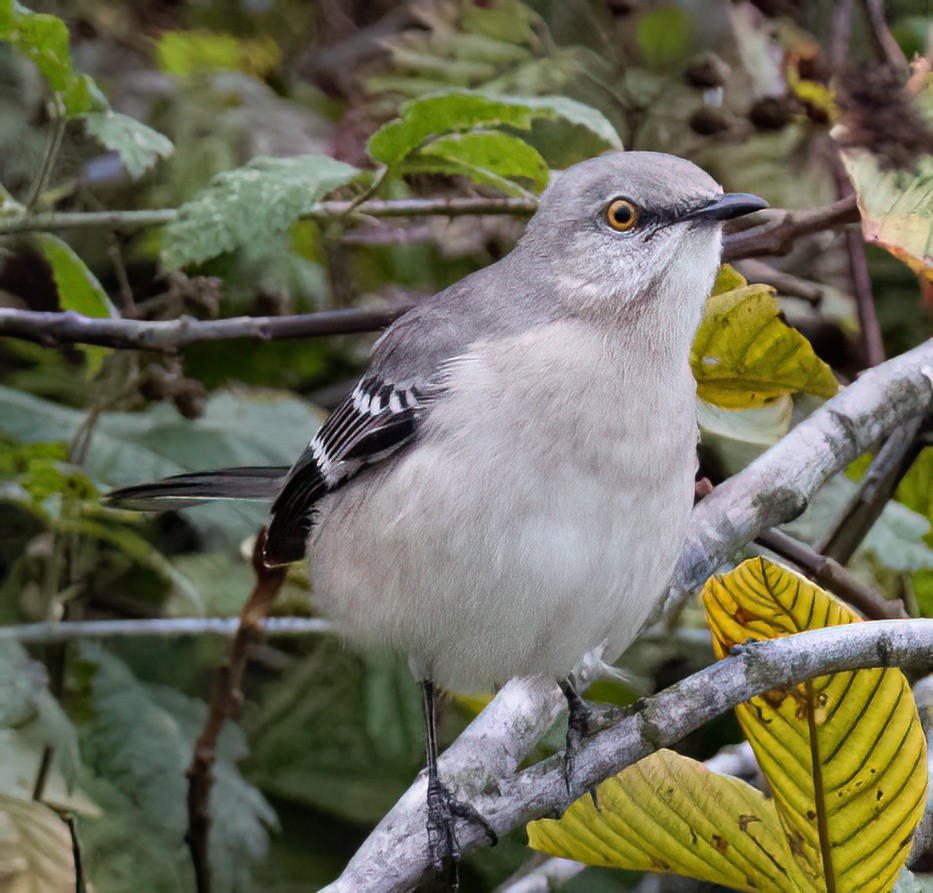 Kuzeyli Taklitçi - ML644726566