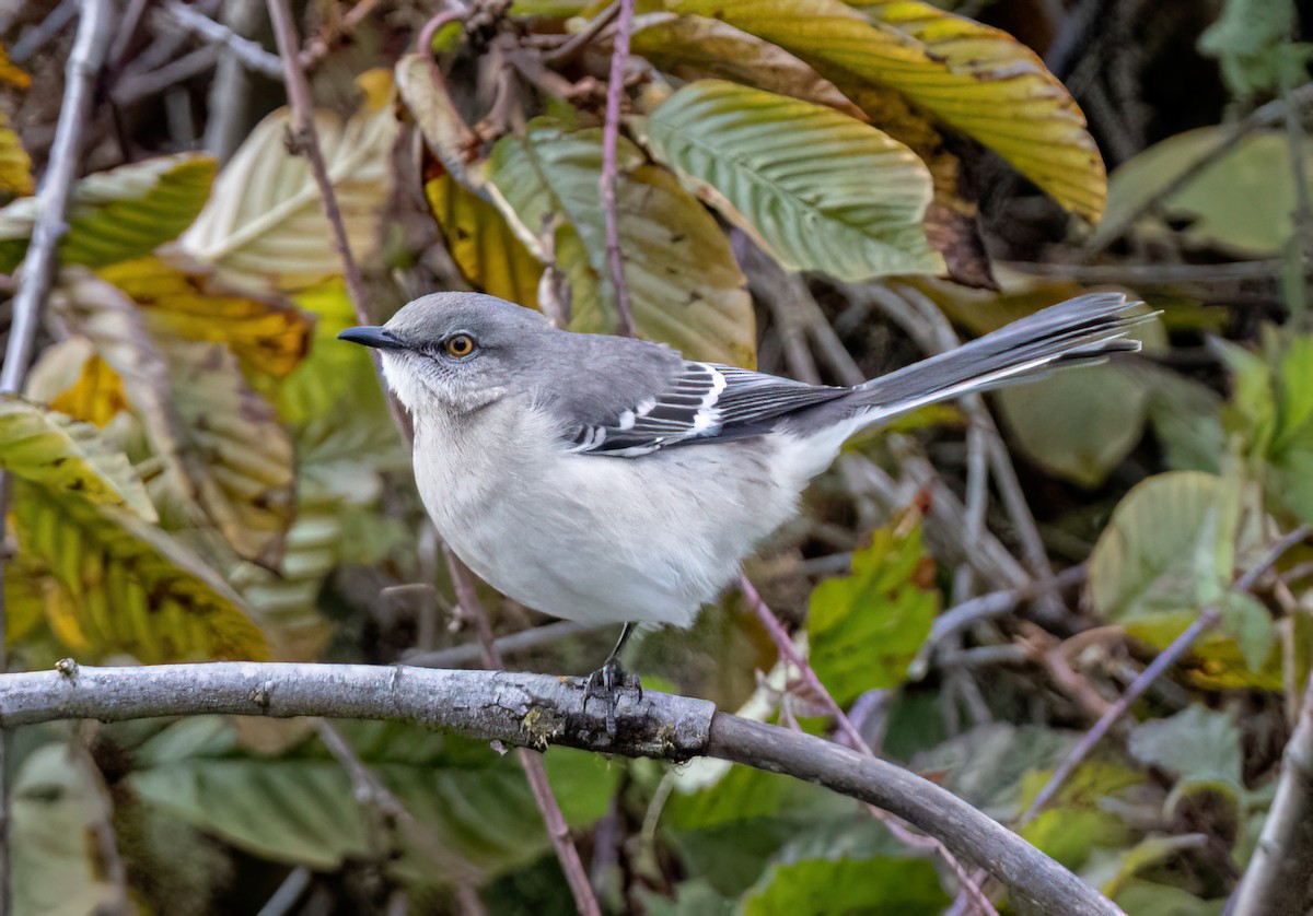 Kuzeyli Taklitçi - ML644726567