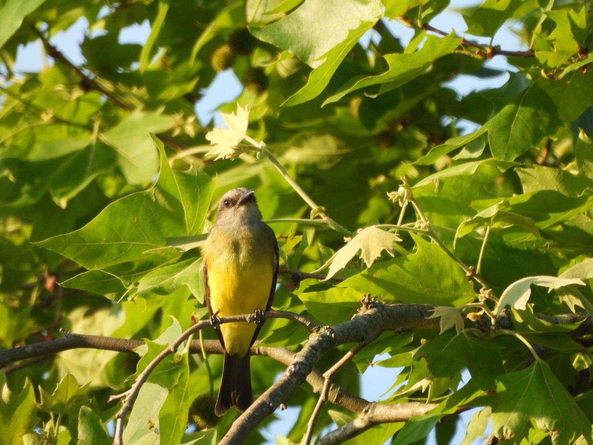 Tropical Kingbird - ML644726568