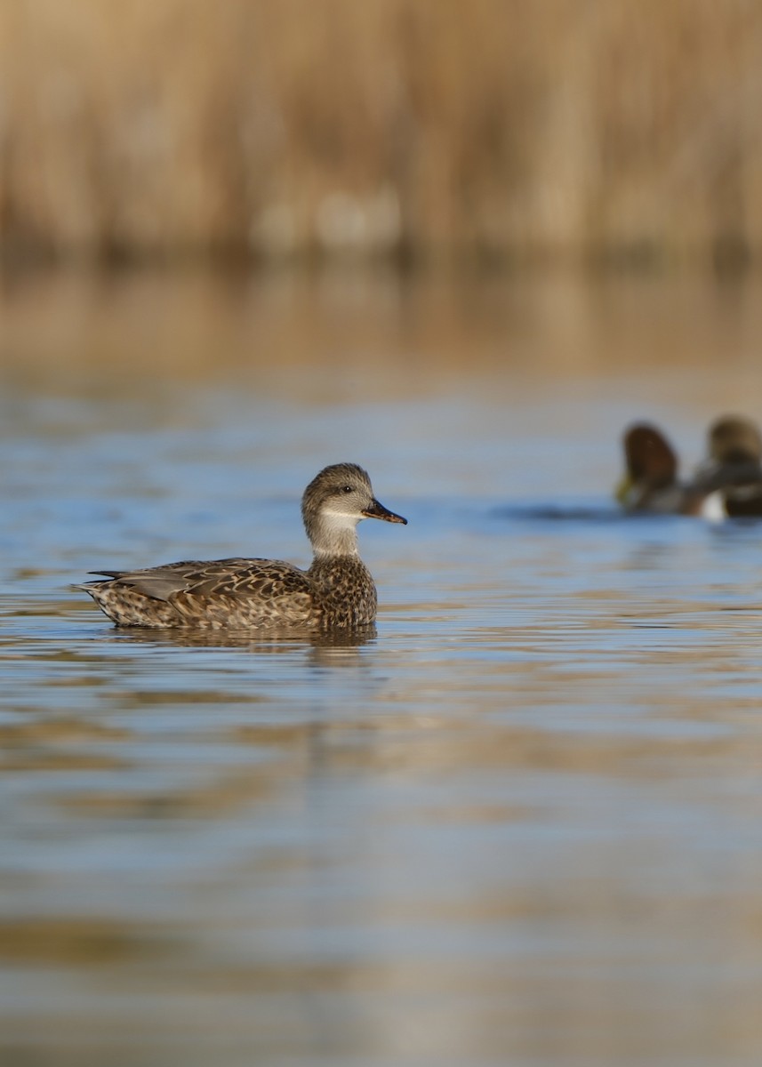 Ánade Friso - ML644726598