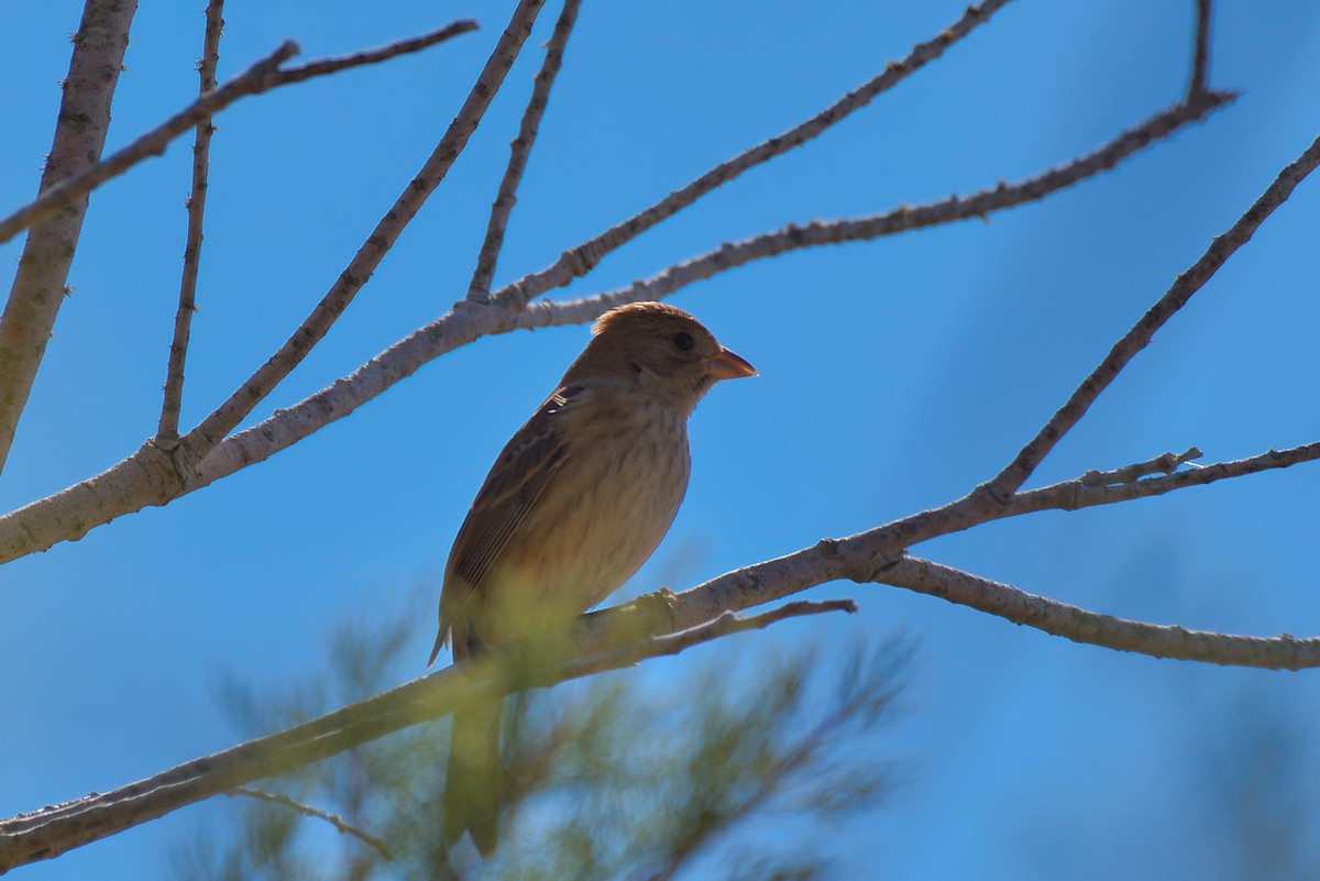 Indigo Bunting - ML644726599