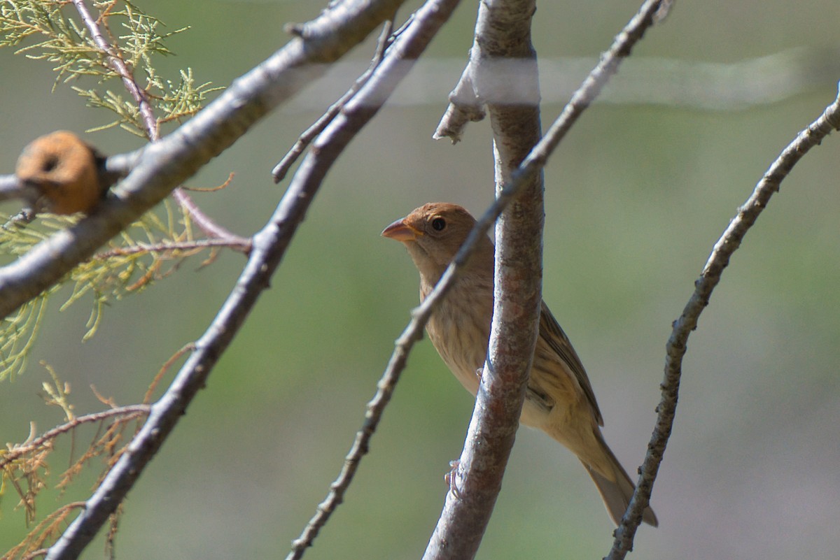 Indigo Bunting - ML644726618