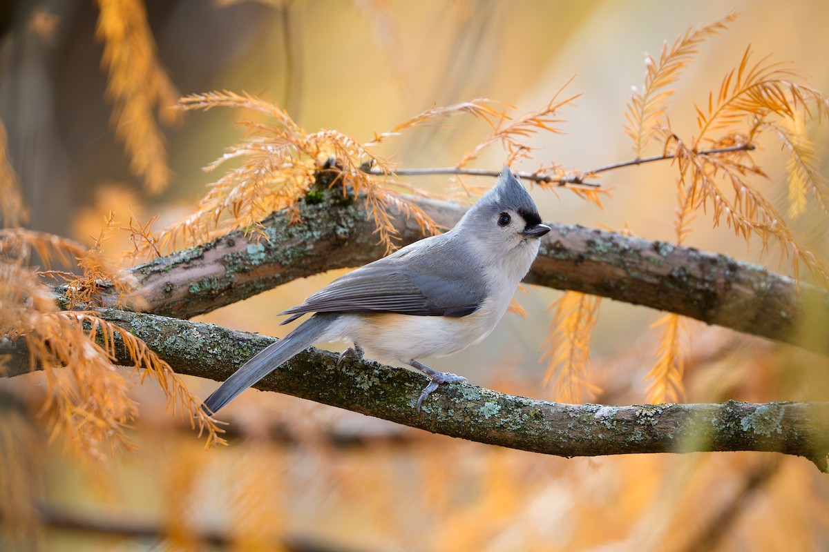 Tufted Titmouse - ML644726620