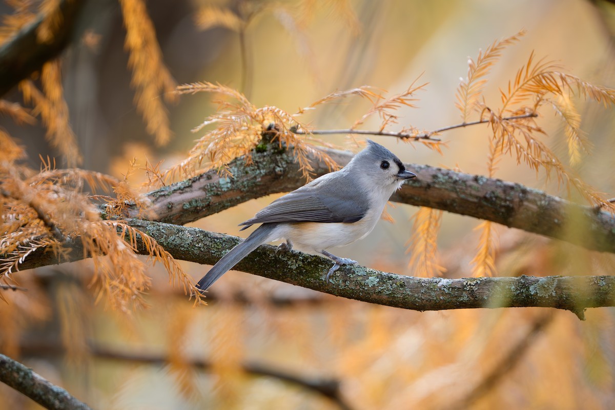 Tufted Titmouse - ML644726621