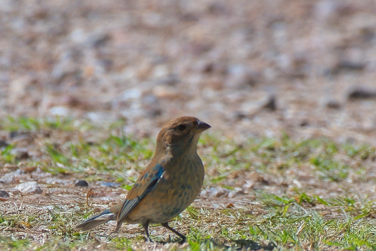 Indigo Bunting - ML644726622