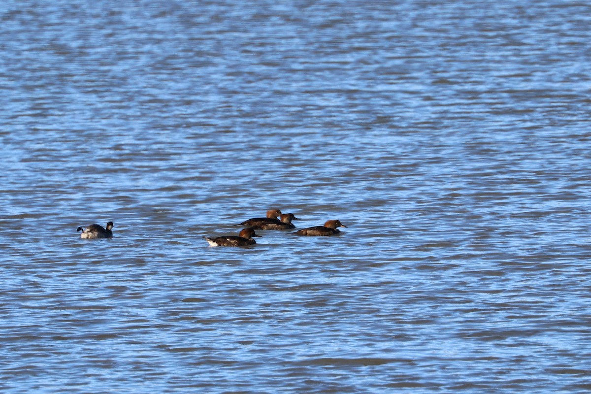 Hooded Merganser - ML644726633