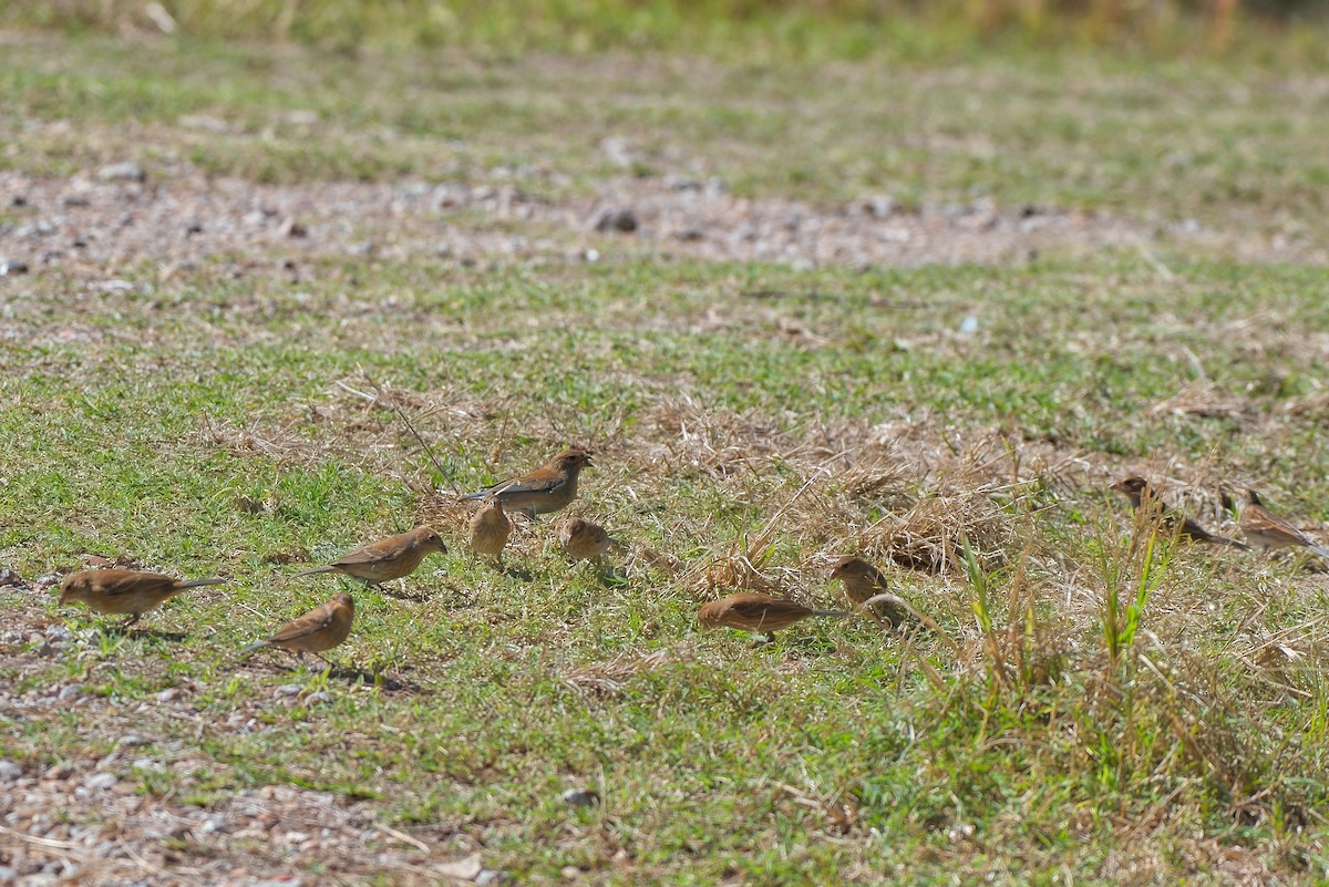 Indigo Bunting - ML644726634