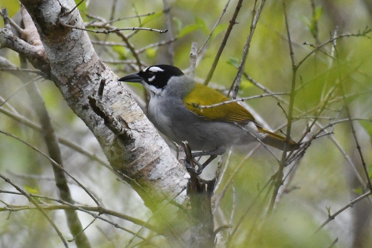 Пальмагра чорноголова - ML644726640