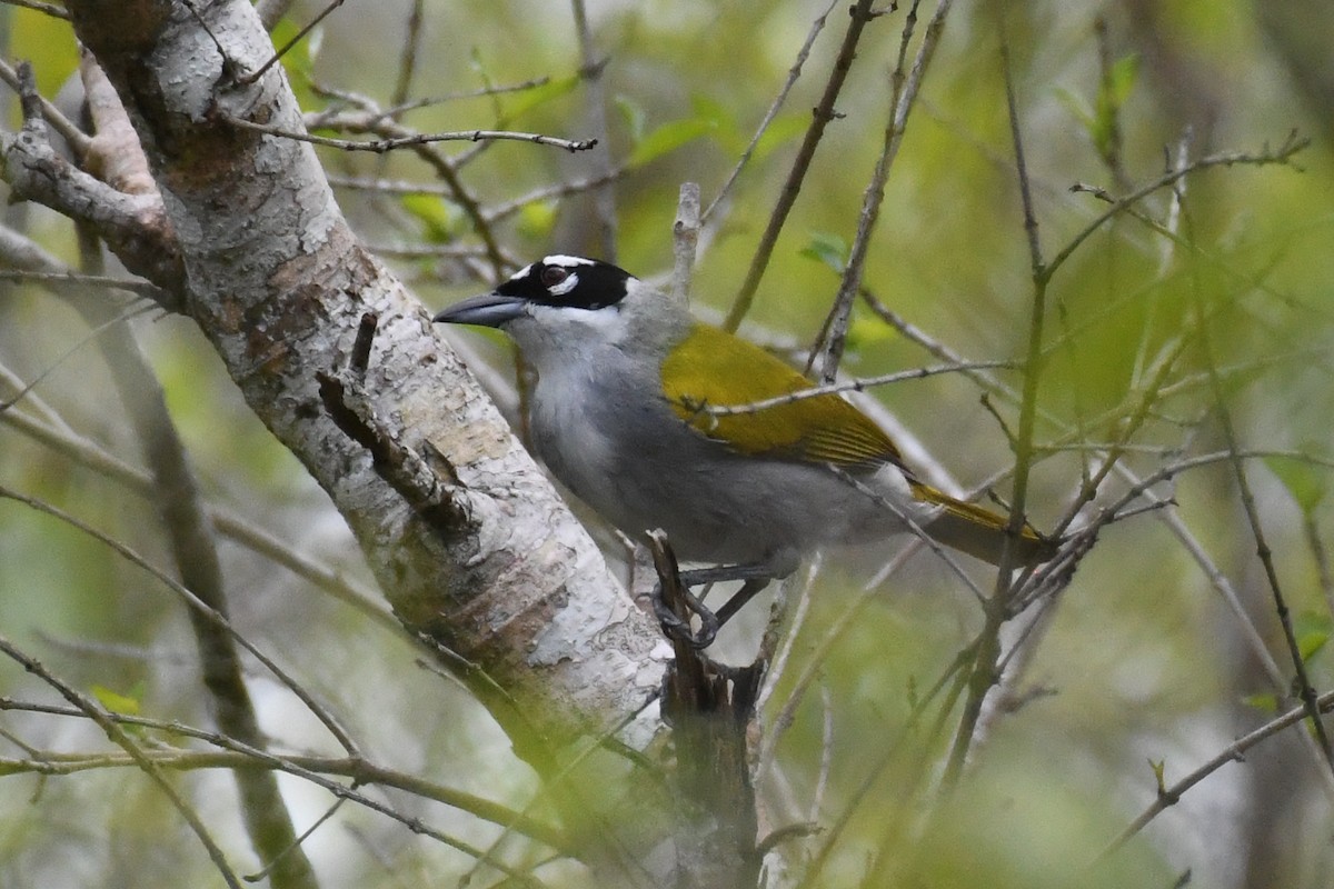Пальмагра чорноголова - ML644726641