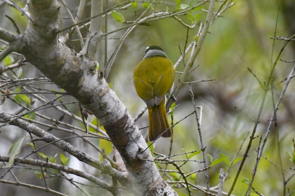 Пальмагра чорноголова - ML644726642