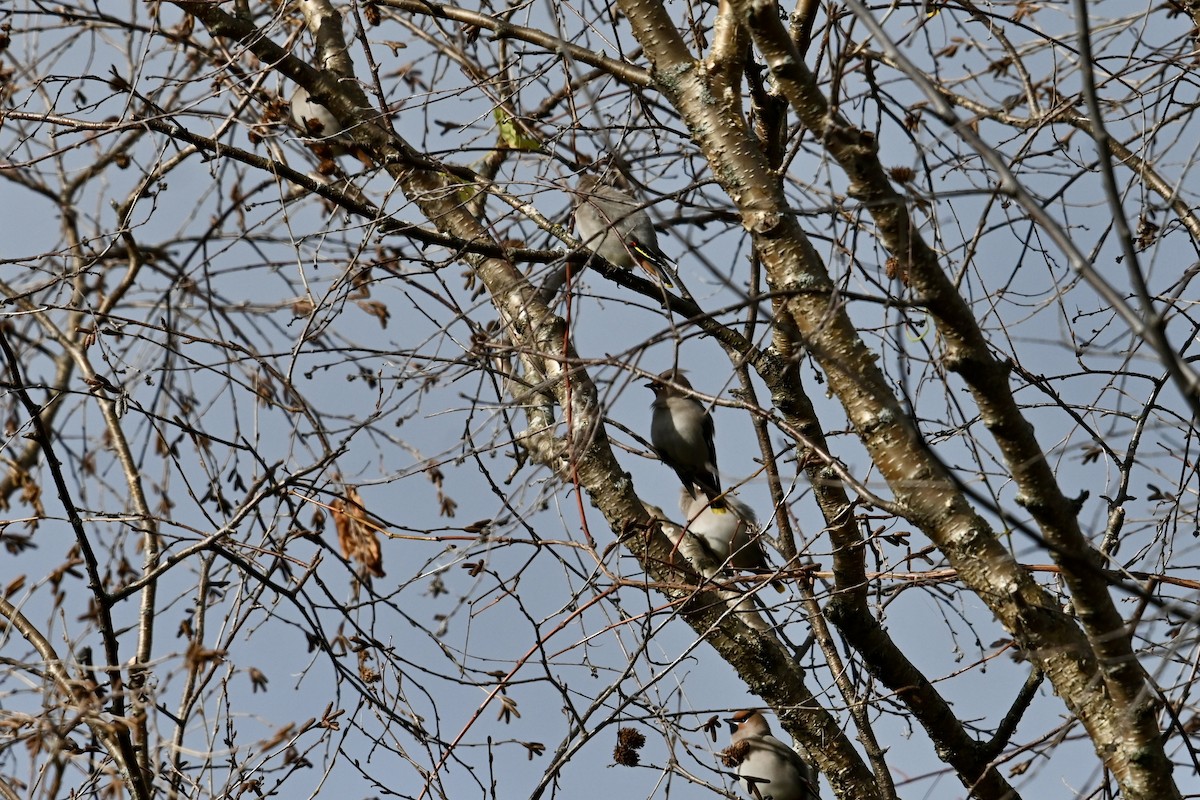 Seidenschwanz - ML644726643