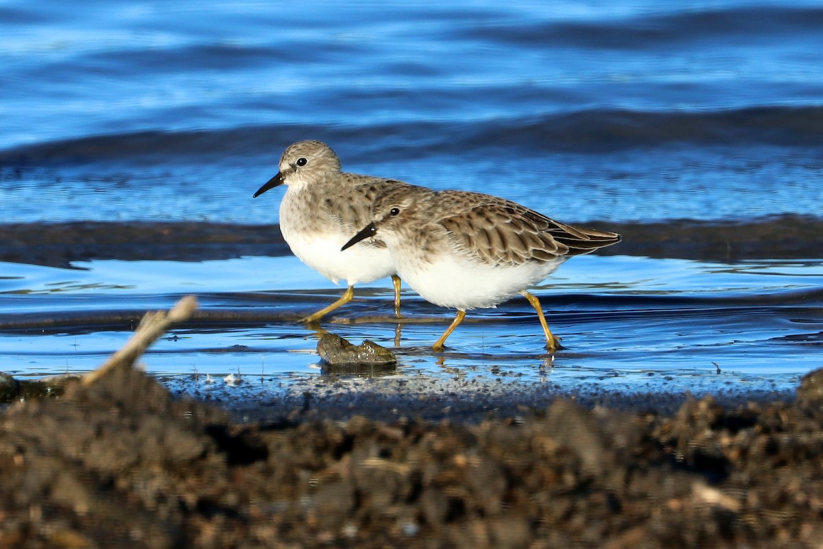 Least Sandpiper - ML644726647
