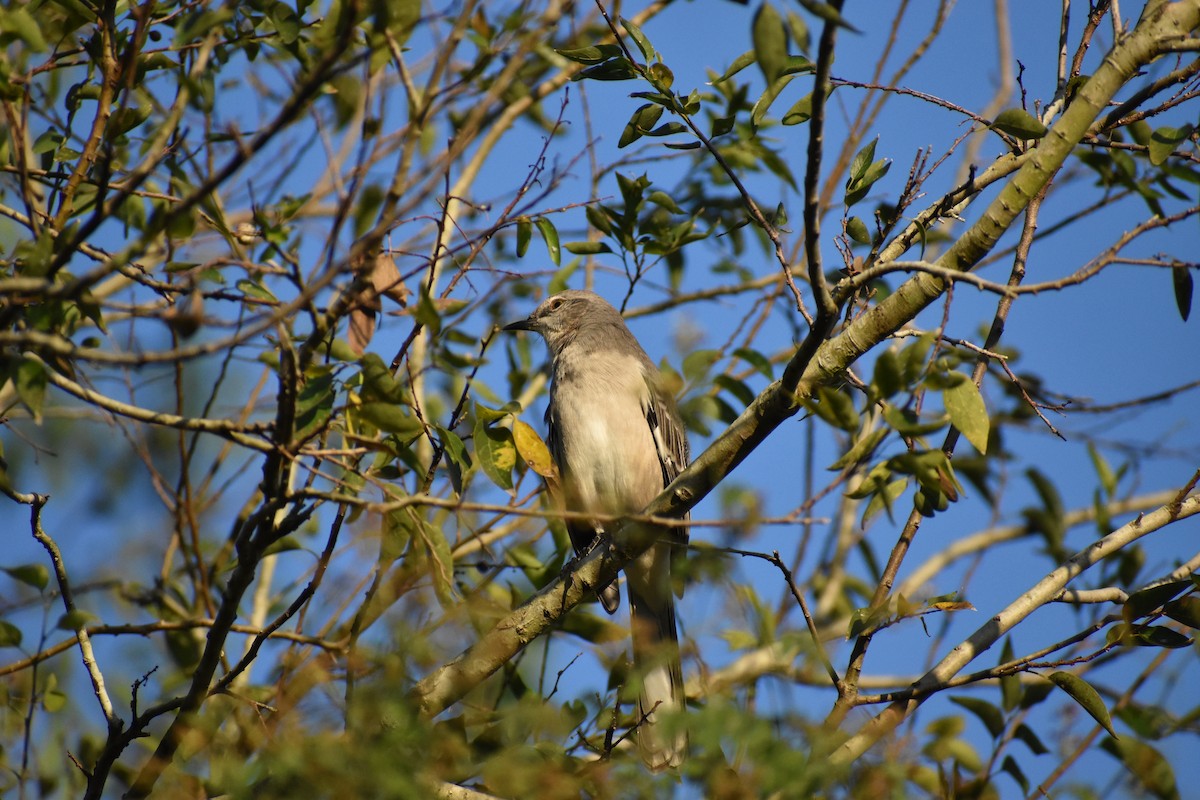 Kuzeyli Taklitçi - ML644726658