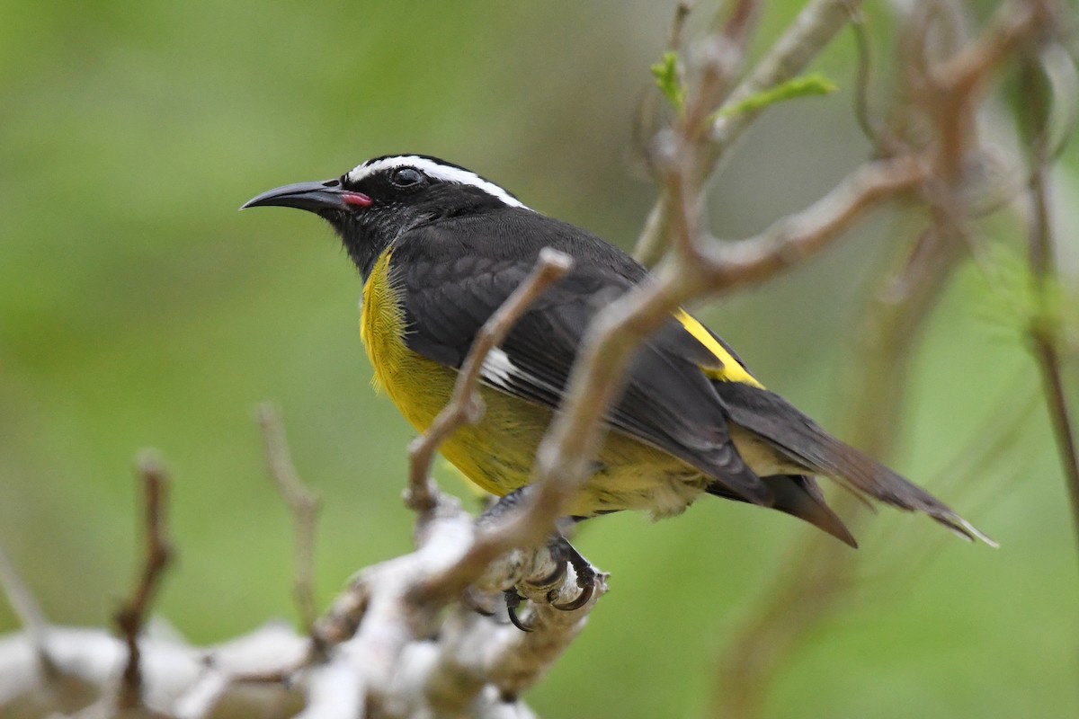 Bananaquit (Greater Antillean) - ML644726668