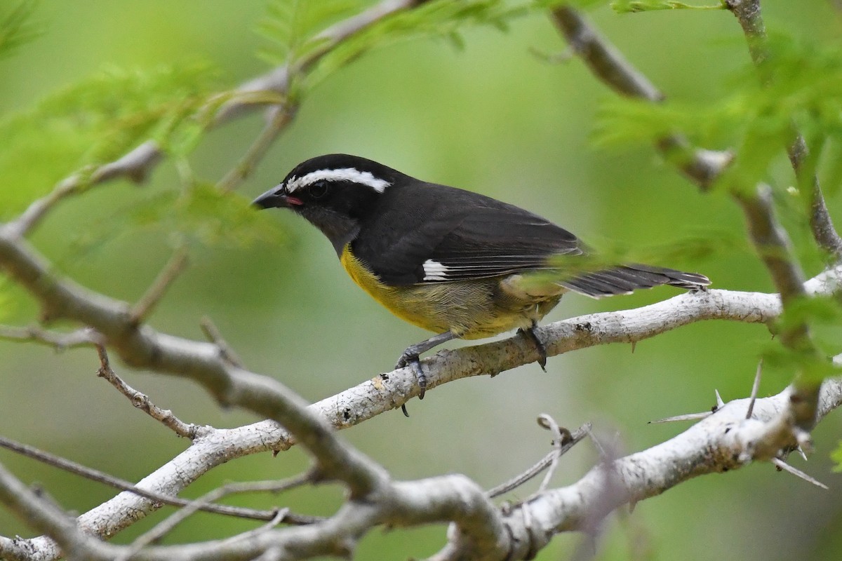 Bananaquit (Greater Antillean) - ML644726669