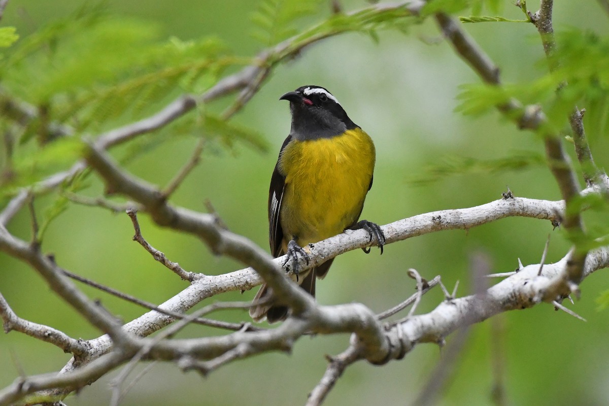 Bananaquit (Greater Antillean) - ML644726670