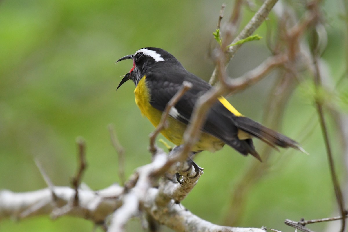 Bananaquit (Greater Antillean) - ML644726671