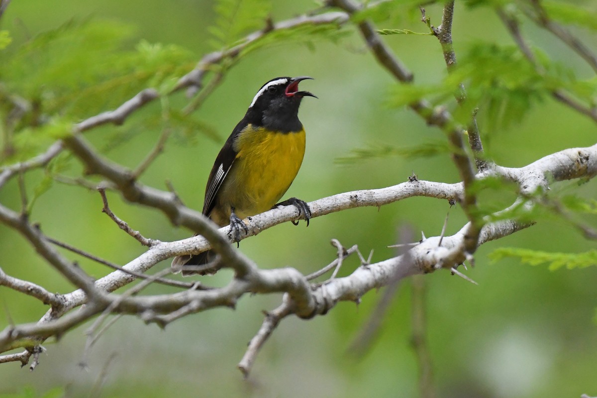 Bananaquit (Greater Antillean) - ML644726672