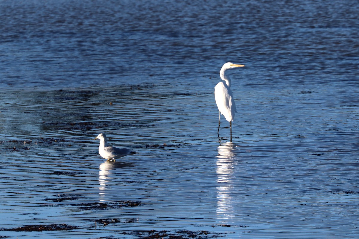 Great Egret - ML644726674