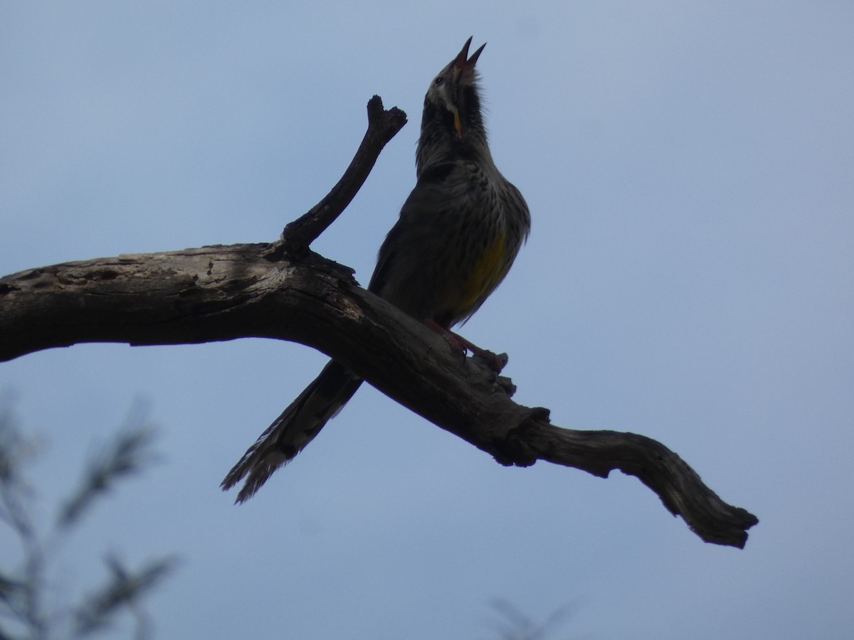 Yellow Wattlebird - ML644726688