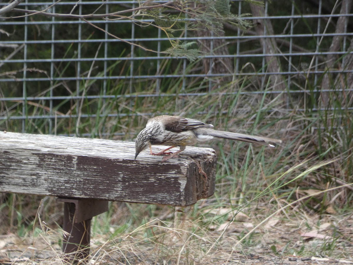 Yellow Wattlebird - ML644726689