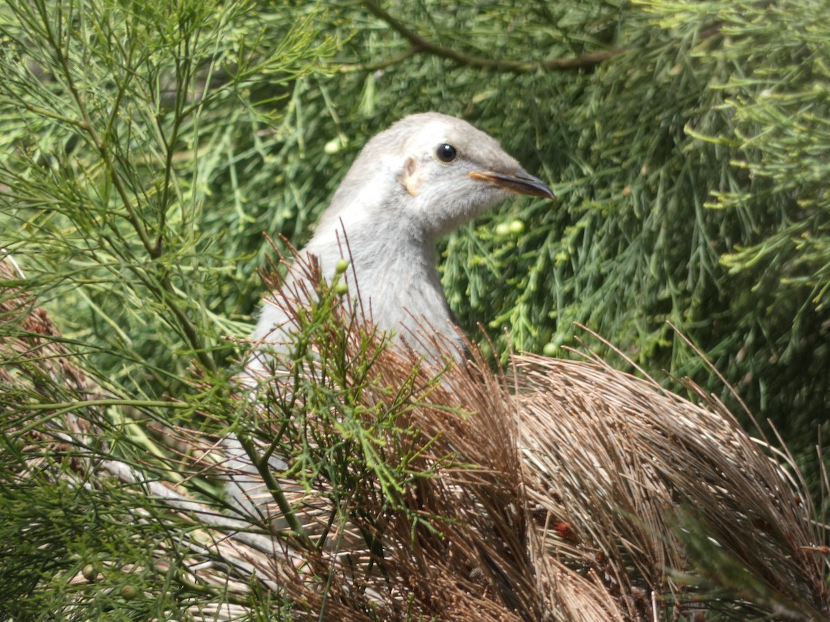 Yellow Wattlebird - ML644726690