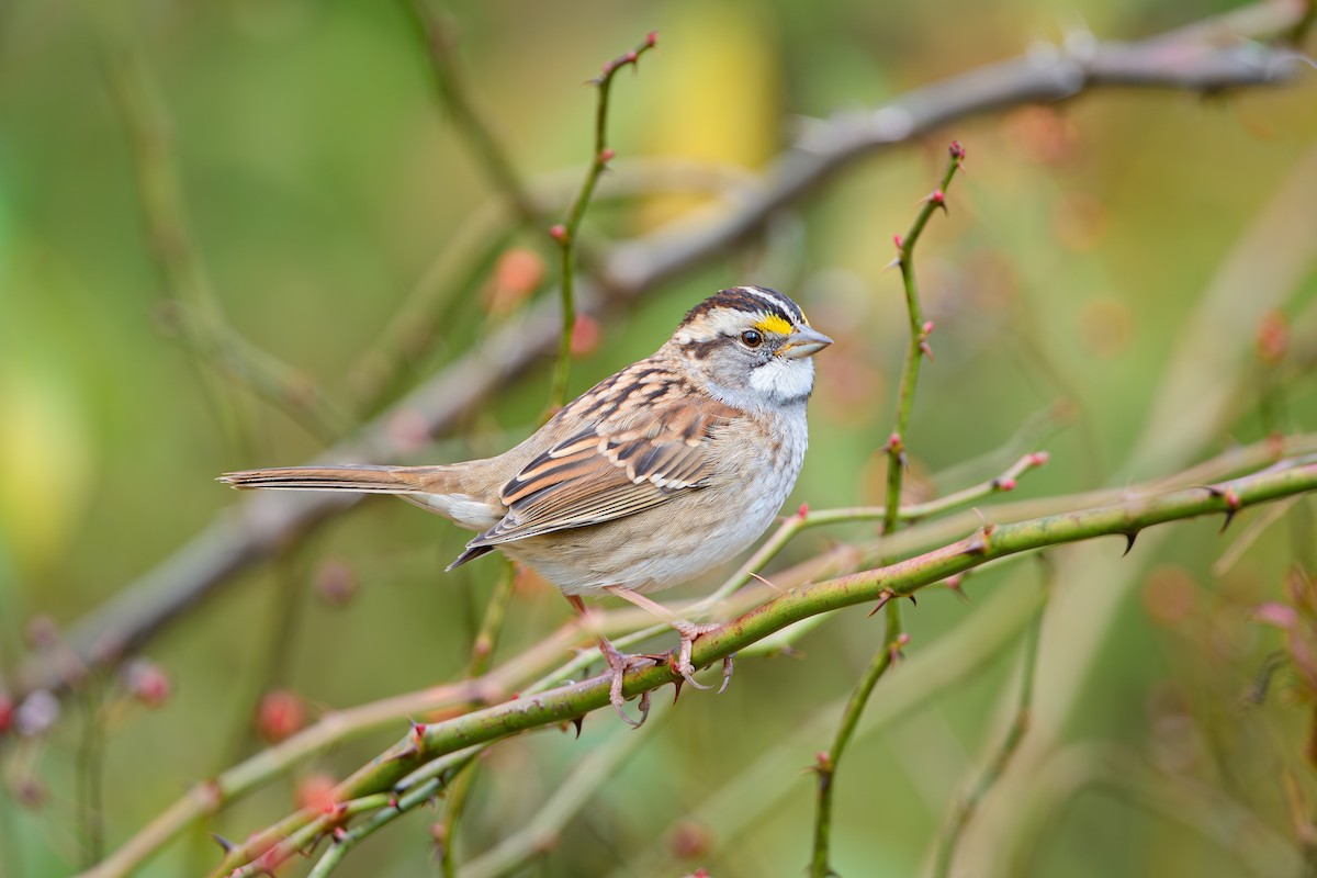 hvitstrupespurv - ML644726692