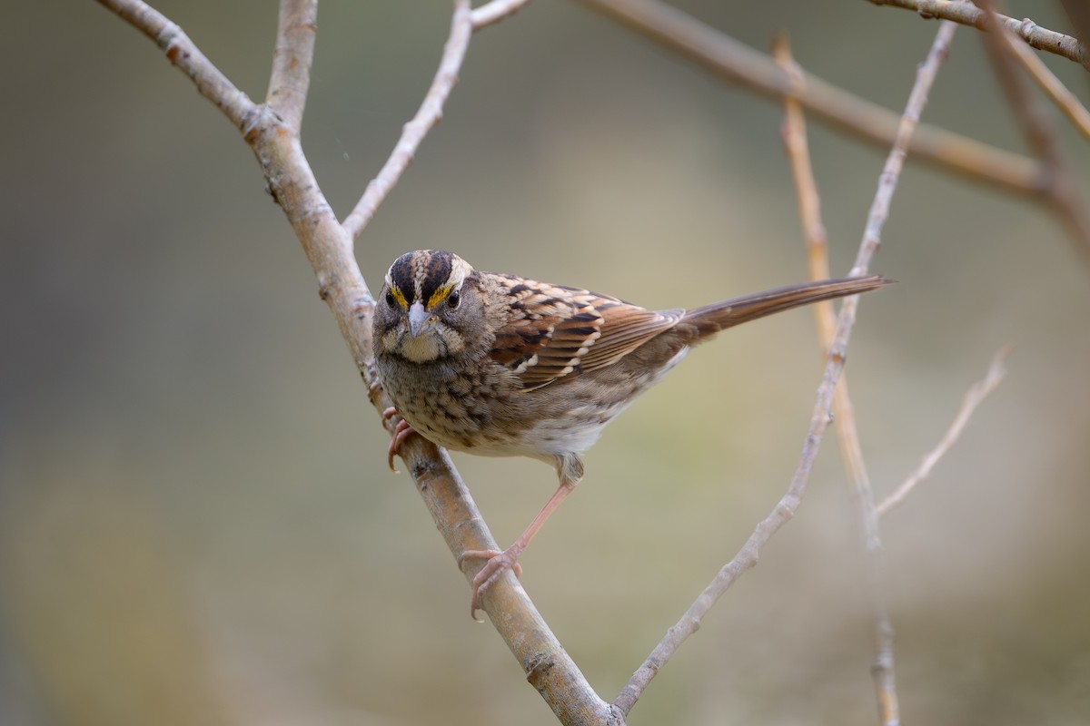 hvitstrupespurv - ML644726693