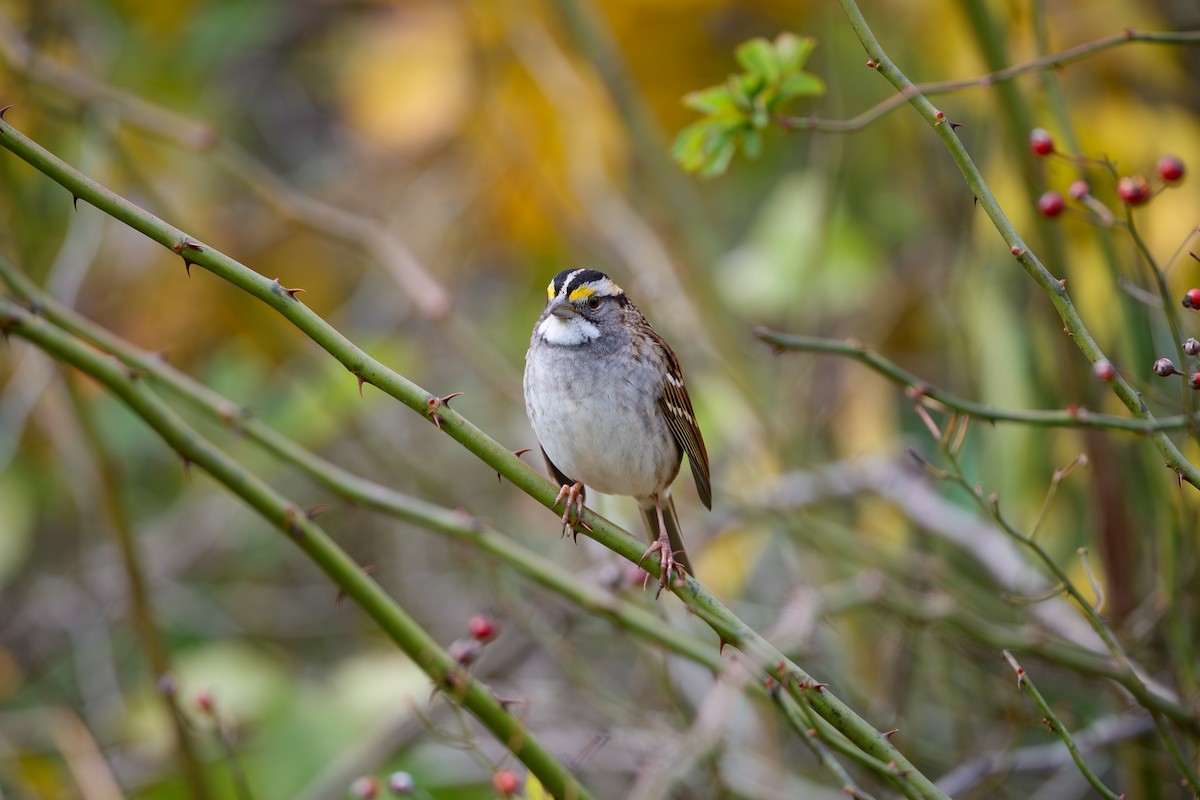 hvitstrupespurv - ML644726694