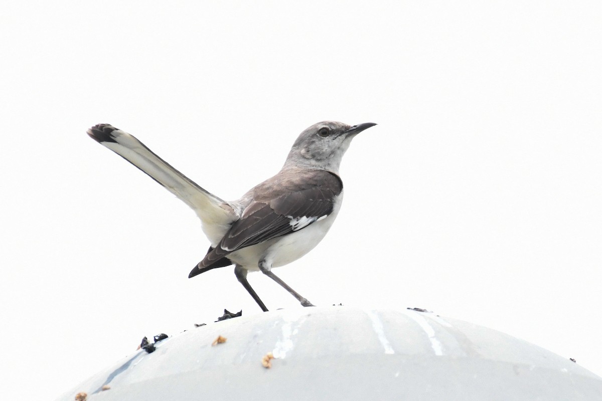 Kuzeyli Taklitçi - ML644726699