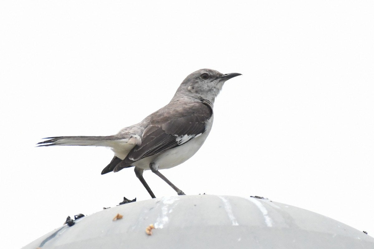 Kuzeyli Taklitçi - ML644726701