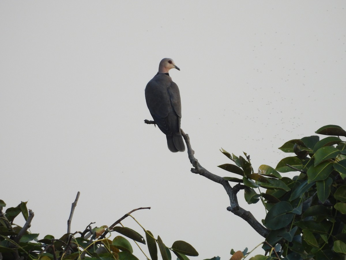 Red-eyed Dove - ML644726705