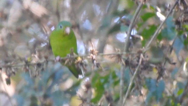 Amazonian Parrotlet - ML644726706