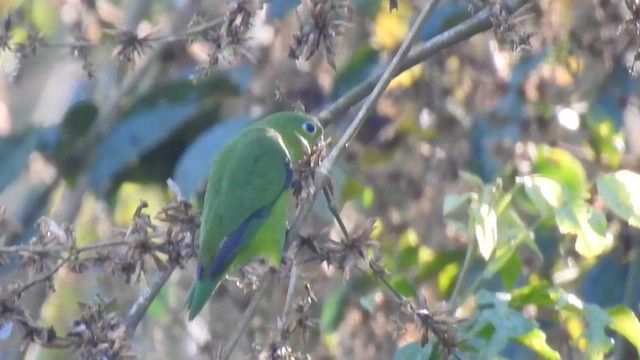 Amazonian Parrotlet - ML644726710