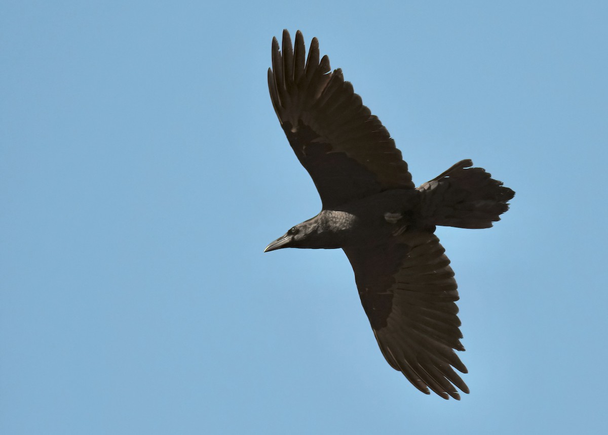 Kolkrabe - ML644726714