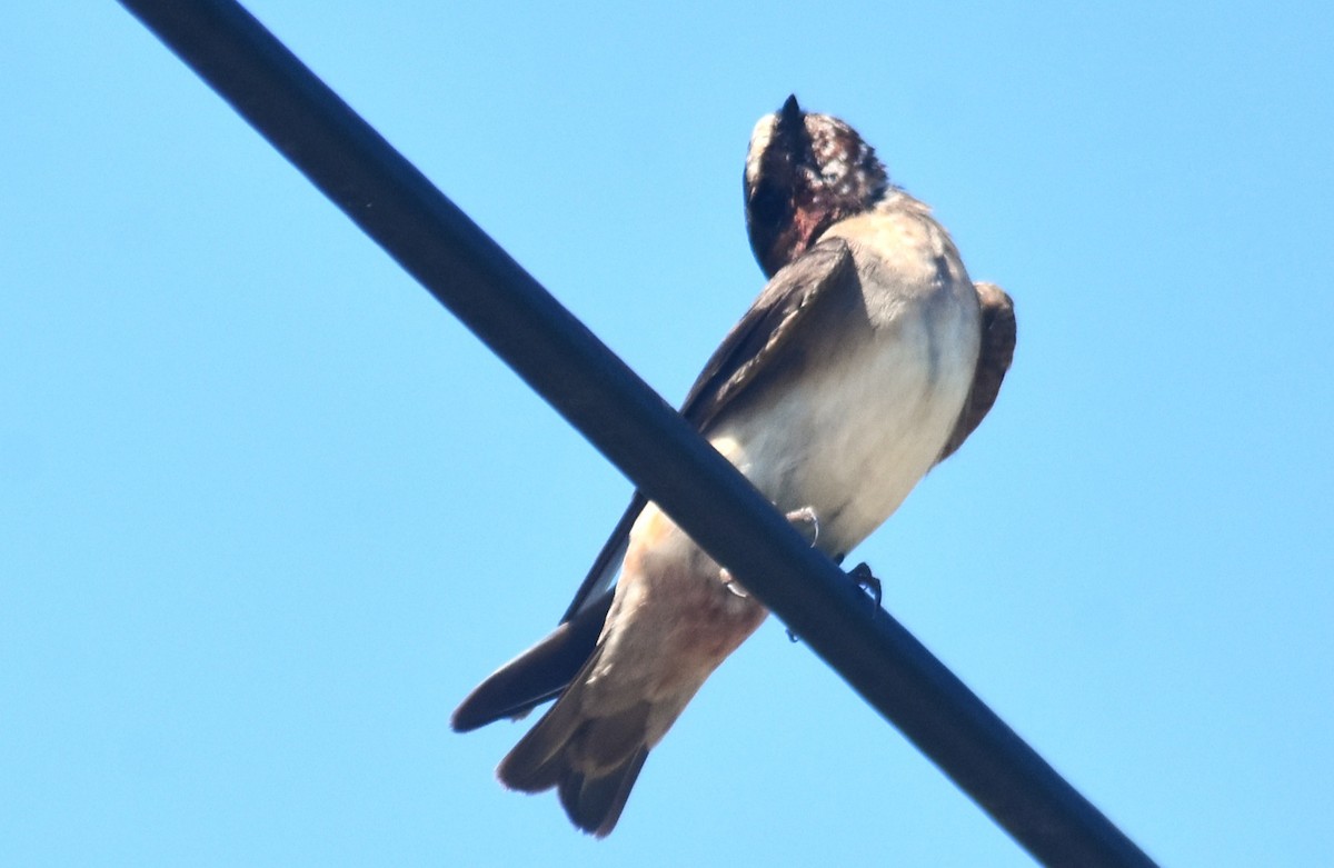 Golondrina Risquera - ML644726721