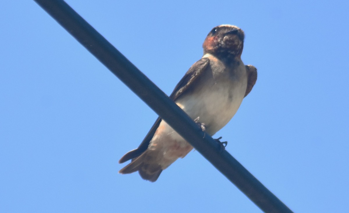 Golondrina Risquera - ML644726722